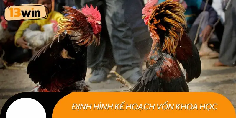 Định hình kế hoạch vốn khoa học, an toàn khi tham gia đá gà cựa sắt