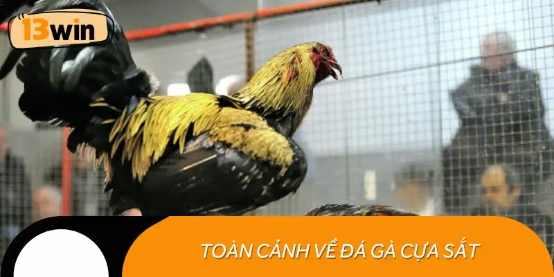 Toàn cảnh về đá gà cựa sắt