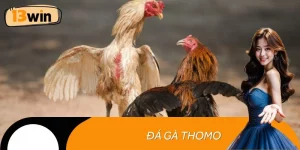 Đá gà thomo